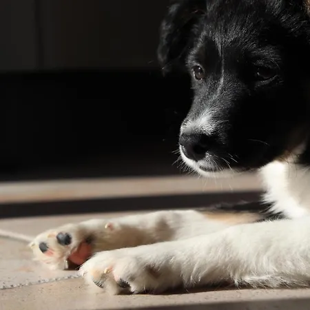 Al Chicco D'uva Morro dʼAlba