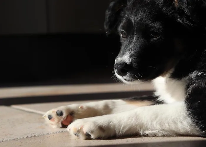 Al Chicco D'uva Morro dʼAlba